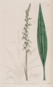Illustration of Cyclopogon bicolor
